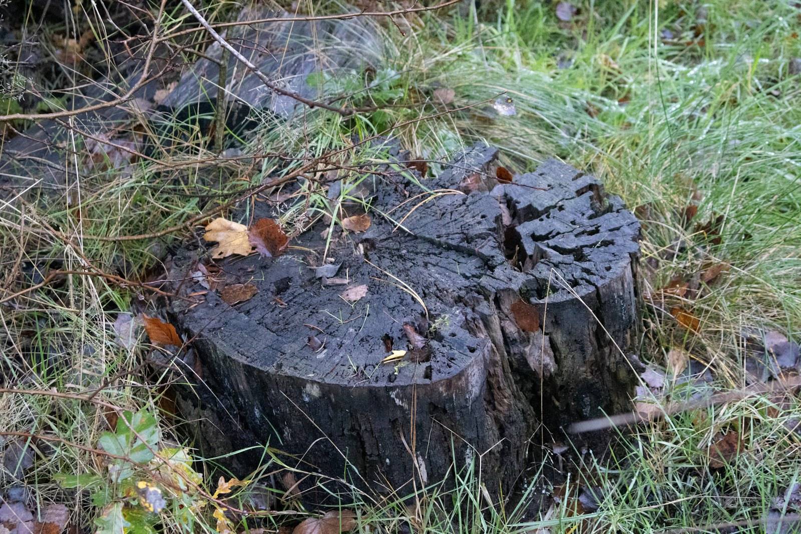 An old tree stump left in a grassy yard
